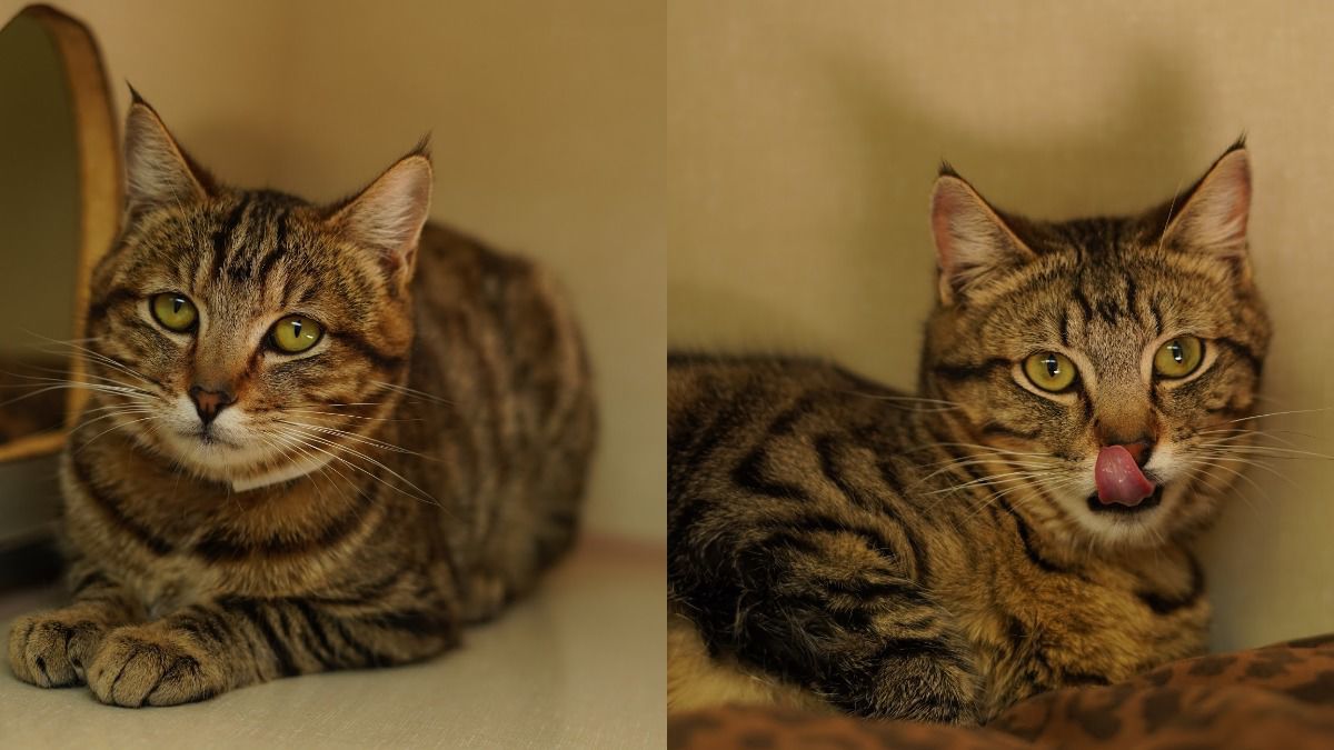Adopt a friend: Loki and Thor